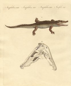 O crocodilo de São Domingos (gravura colorida) de German School
