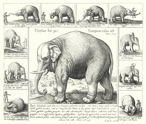 O elefante dócil (gravura) de German School