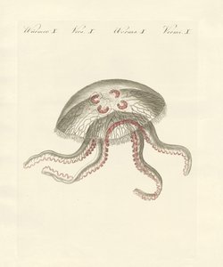 A medusa auricular (gravura colorida) de German School