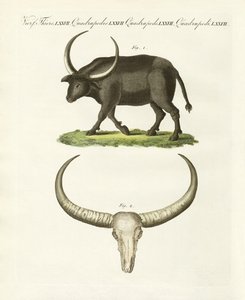 O búfalo gigante (gravura colorida) de German School