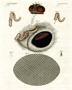 A cabeça de uma mosca de German School