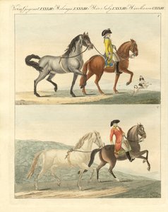 O cavalo com os seus diferentes tipos (gravura colorida) de German School