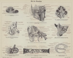 O ouvido humano (gravura) de German School
