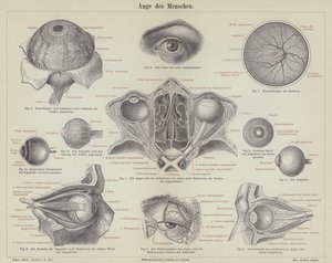 O olho humano (gravura) de German School