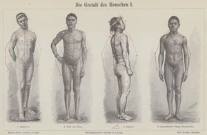 A figura humana (gravura) de German School