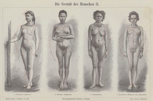 A figura humana (gravura) de German School