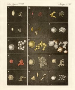 O pólen ou pólen de plantas (gravura colorida) de German School