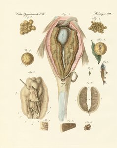 A ova ou ovário da carpa e do mexilhão do pintor, ou a evolução dos peixes e dos mexilhões do pintor (gravura colorida) de German School
