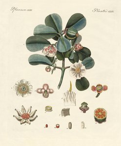 Os clusia de cor rosa (gravação a cores) de German School