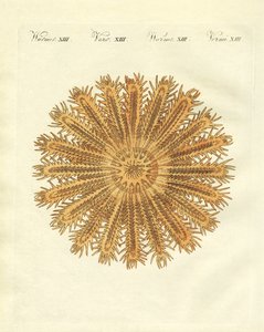 A estrela do mar em forma de ouriço de German School