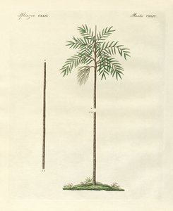 A palma delgada da Nova Irlanda (gravura colorida) de German School