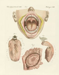 O sabor (gravura colorida) de German School