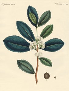 O chá do Paraguai de German School