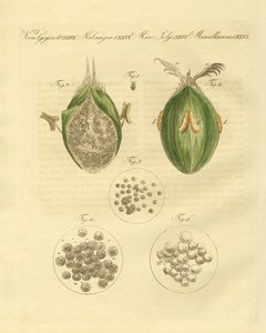 A ustilaginomycotina do trigo (gravação colorida) de German School