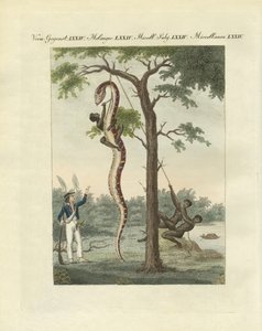 A forma como os negros da Amerika esfolam a jibóia (gravura colorida) de German School