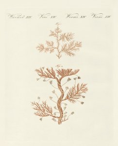 A sertularia sinuosa ou base coralina de German School