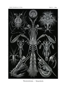 Thoracostraca, 1899-1904 de German School