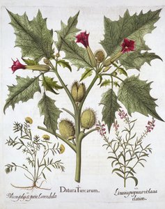Thorn Apple, Germander e Purple Toadflax, de Hortus Eystettensis, de Basil Besler (1561-1629), pub. 1613 (gravura colorida à mão) de German School