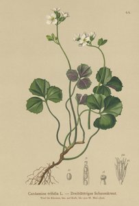 Bittercress de três folhas (Cardamine trifolia) de German School