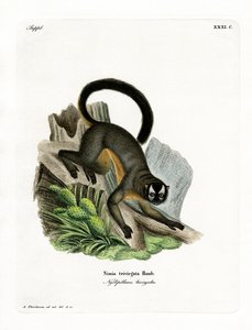 Macaco Nocturno Três Listras (gravação a cores) de German School