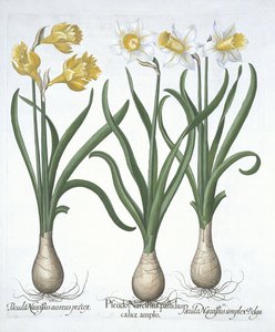 Três Pseudo-Narcisos, de Hortus Eystettensis, por Basil Besler (1561-1629) pub. 1613 (gravura colorida à mão) de German School