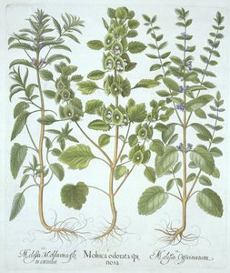 Três tipos de bálsamo, de Hortus Eystettensis, de Basil Besler (1561-1629), pub. 1613 (gravura colorida à mão) de German School