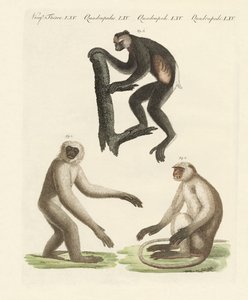 Três tipos de macacos (gravura colorida) de German School