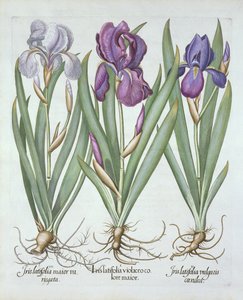Três variedades de íris de barba rizomatosas, de Hortus Eystettensis, por Basil Besler (1561-1629) pub. 1613 de German School