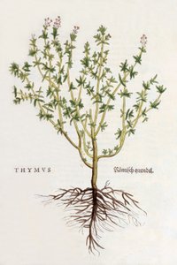 Timo [tomilho], ilustração de De historia stirpium commentarii insignes de Leonhard Fuchs, publicado em 1542 (xilogravura colorida) de German School