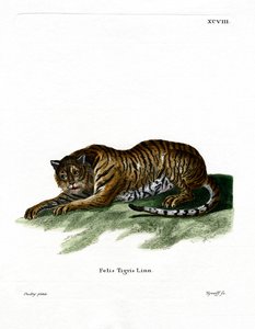 Tigre (gravura colorida) de German School