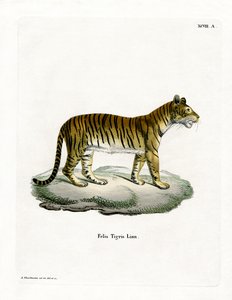 Tigre (gravura colorida) de German School