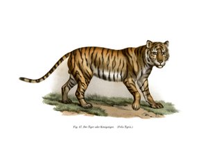 Tigre, 1860 de German School