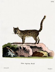 Tiger Cat (gravura colorida) de German School
