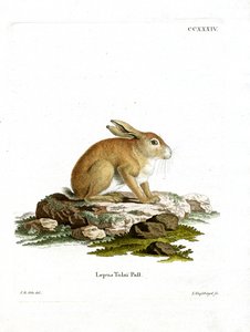 Tolai Hare (gravura colorida) de German School