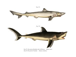 Tope Shark (cor litho) de German School