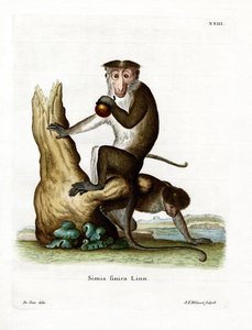 Toque Macaque (gravação a cores) de German School