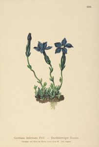Triglav Genciana (Gentiana terglouensis, Gentiana imbricata) de German School