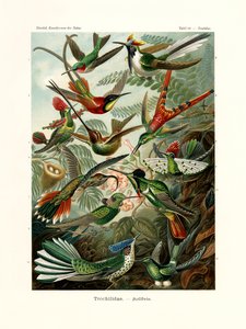 Trochilidae, 1899-1904 de German School