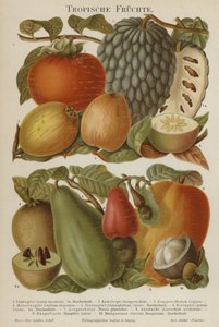 Frutas tropicais de German School