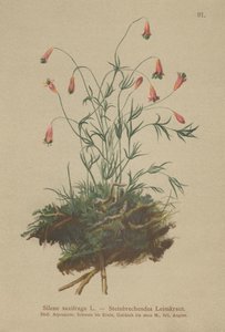 Catchfly adornado (Silene saxifraga) de German School