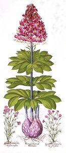 Turcos Cap Lily e Dianthus, de Hortus Eystettensis, de Basil Besler (1561-1629), pub. 1613 (gravura colorida à mão) de German School