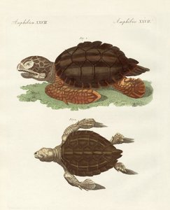 Tartarugas de tamanho fenomenal (gravura colorida) de German School