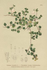 Twinflower (Linnaea borealis) de German School