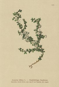 Sandwort de duas flores (Arenaria biflora) de German School