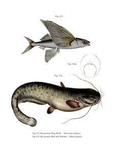 Flyingfish de duas asas (cor litho) de German School