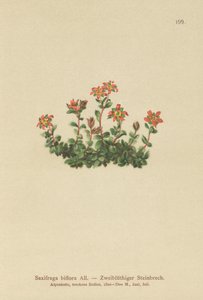 Dois, saxifrage florescido, (Saxifraga, biflora) de German School