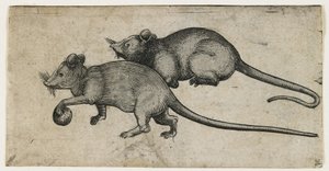 Dois ratos, 1450-80 (gravação com tinta a jato) de German School