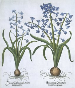 Dois jacintos azuis, de Hortus Eystettensis, pelo bar de Basil Besler (1561-1629). 1613 (gravura colorida à mão) de German School