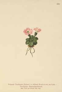 Prímula tirolesa (Primula tyrolensis, Primula Tirolensis, Primula Allionii) de German School