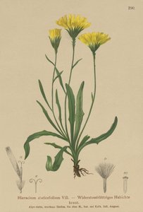 Milkwort de guarda-chuva (Staticefolium do Hieracium, staticifolium do Hieracium, staticifolia de Tolpis, Chlorocrepis staticifolium, Chlorocrepis staticifolia) de German School